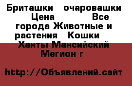 Бриташки - очаровашки.  › Цена ­ 3 000 - Все города Животные и растения » Кошки   . Ханты-Мансийский,Мегион г.